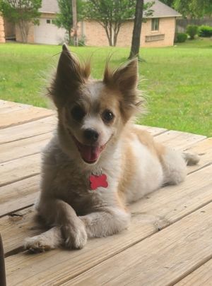 Jack Benjy, Senior Male Pomeranian