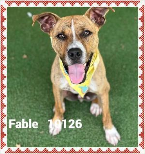 Primary Color Brown Brindle Secondary Color White Weight 34lbs Age 2yrs 0mths 2wks Animal has be