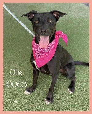 Primary Color Black Secondary Color White Weight 3625lbs Age 2yrs 3mths 3wks Animal has been Sp