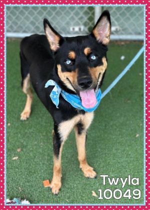 Primary Color Black Secondary Color Brown Weight 39lbs Age 3yrs 0mths 2wks