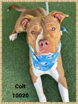 Primary Color Red Brown Secondary Color White Weight 54lbs Age 1yrs 0mths 3wks Animal has been N