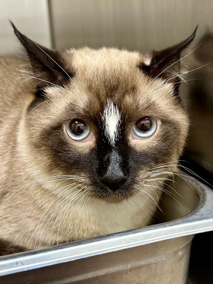 Snowshoe