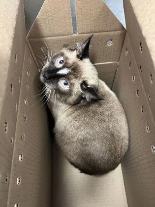 Snowshoe