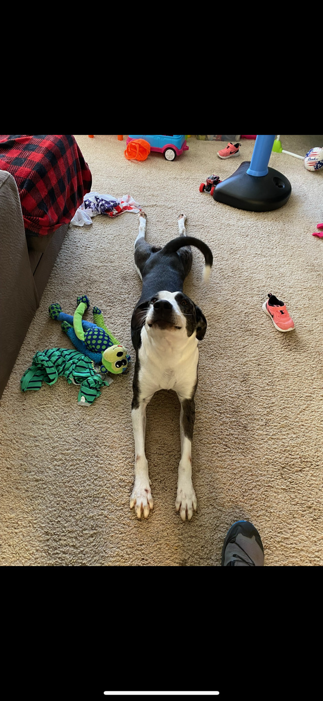 Roxy **OSCP** Dog of the Month