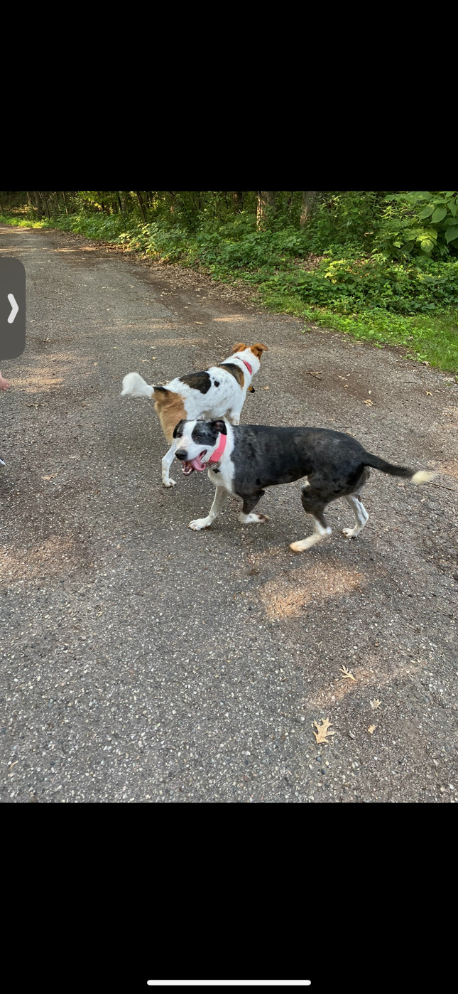 Roxy **OSCP** Dog of the Month