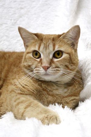 sib Spud French Fry Tater Tot Curly QueSweet Potato and Spud are a bonded pair They love snuggl