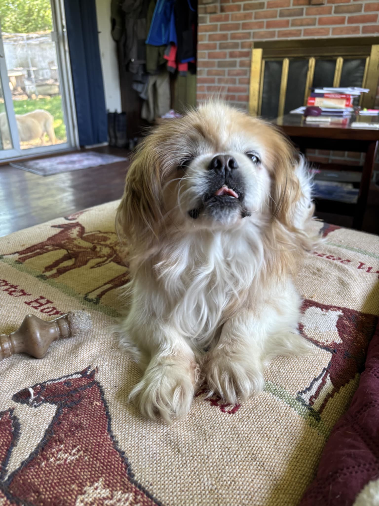 Winthrop, an adoptable Pekingese in Catasauqua, PA, 18032 | Photo Image 1