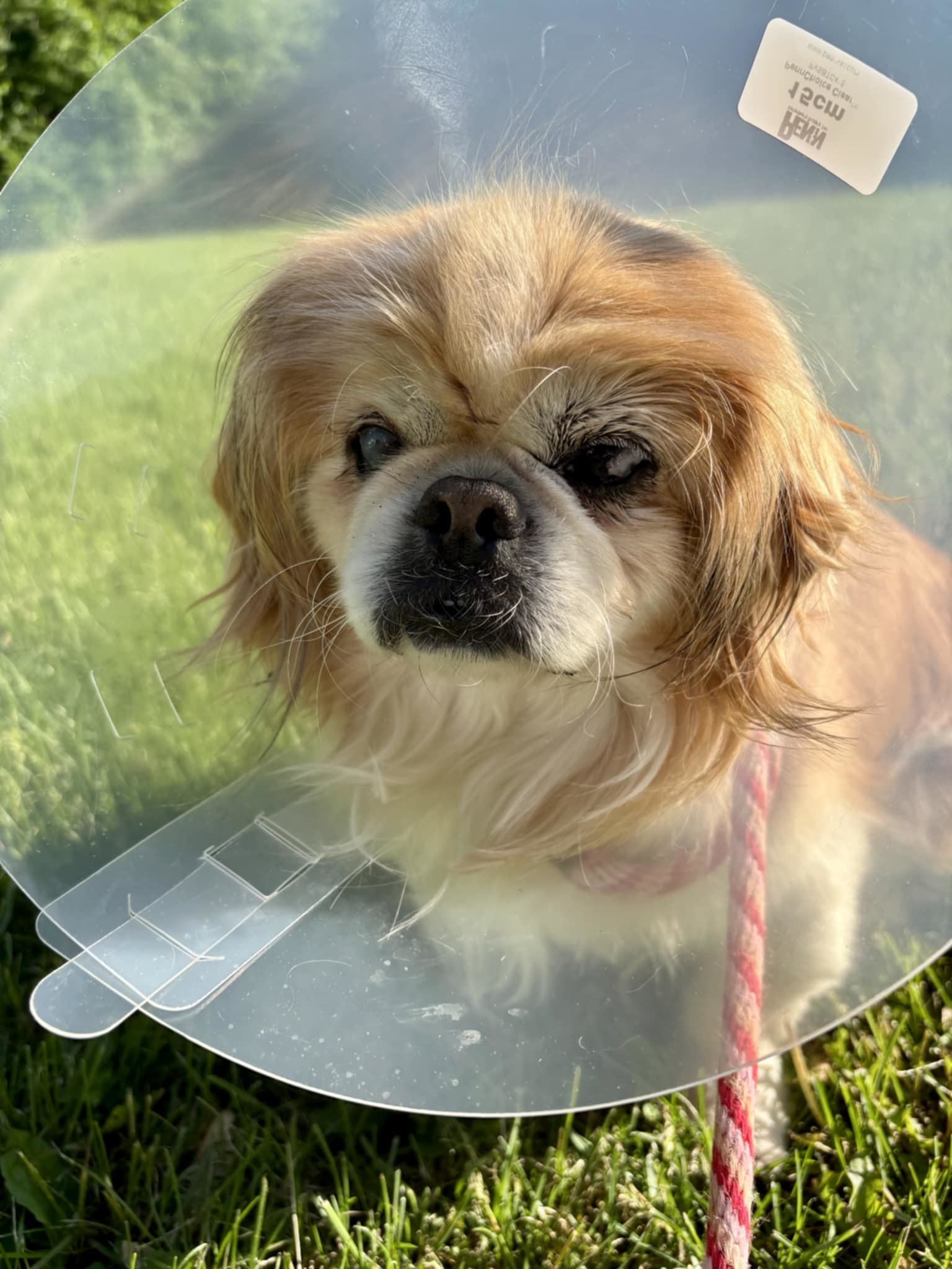 Winthrop, an adoptable Pekingese in Catasauqua, PA, 18032 | Photo Image 2