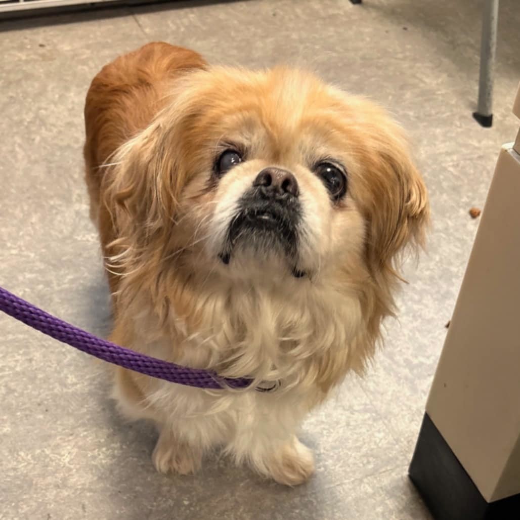 Winthrop, an adoptable Pekingese in Catasauqua, PA, 18032 | Photo Image 3