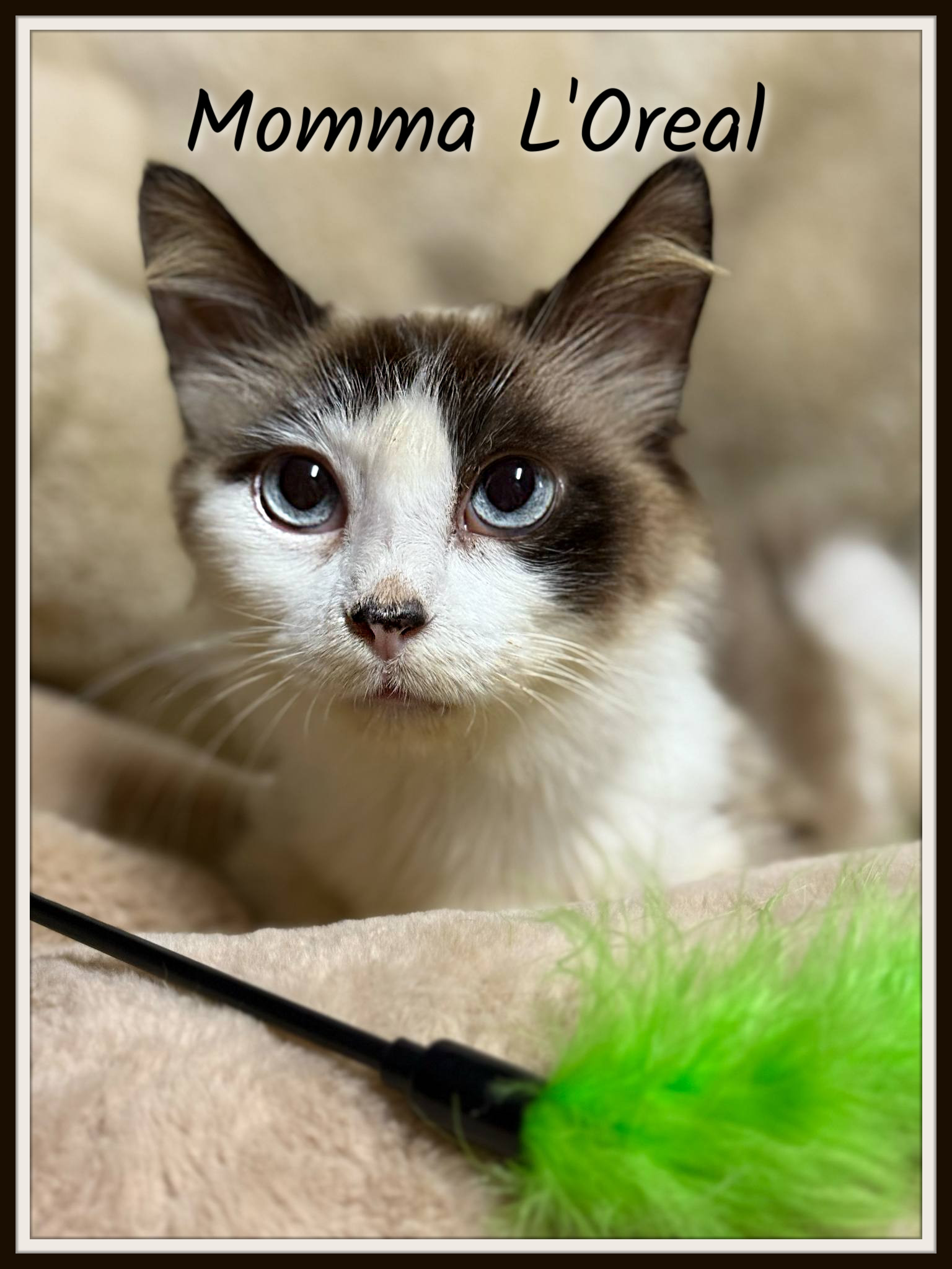 Momma L'Oreal, an adoptable Snowshoe, Ragdoll in Greenwood, LA, 71033 | Photo Image 1