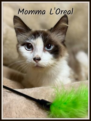 Momma L&#39;Oreal, Adult Female Snowshoe