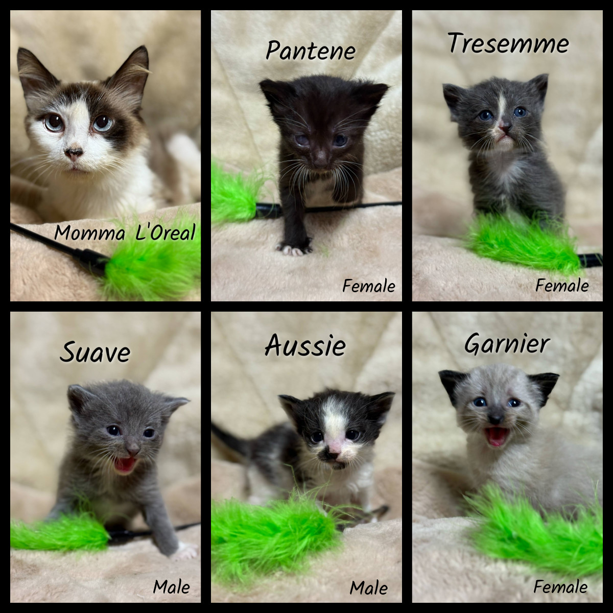Momma L'Oreal, an adoptable Snowshoe, Ragdoll in Greenwood, LA, 71033 | Photo Image 2