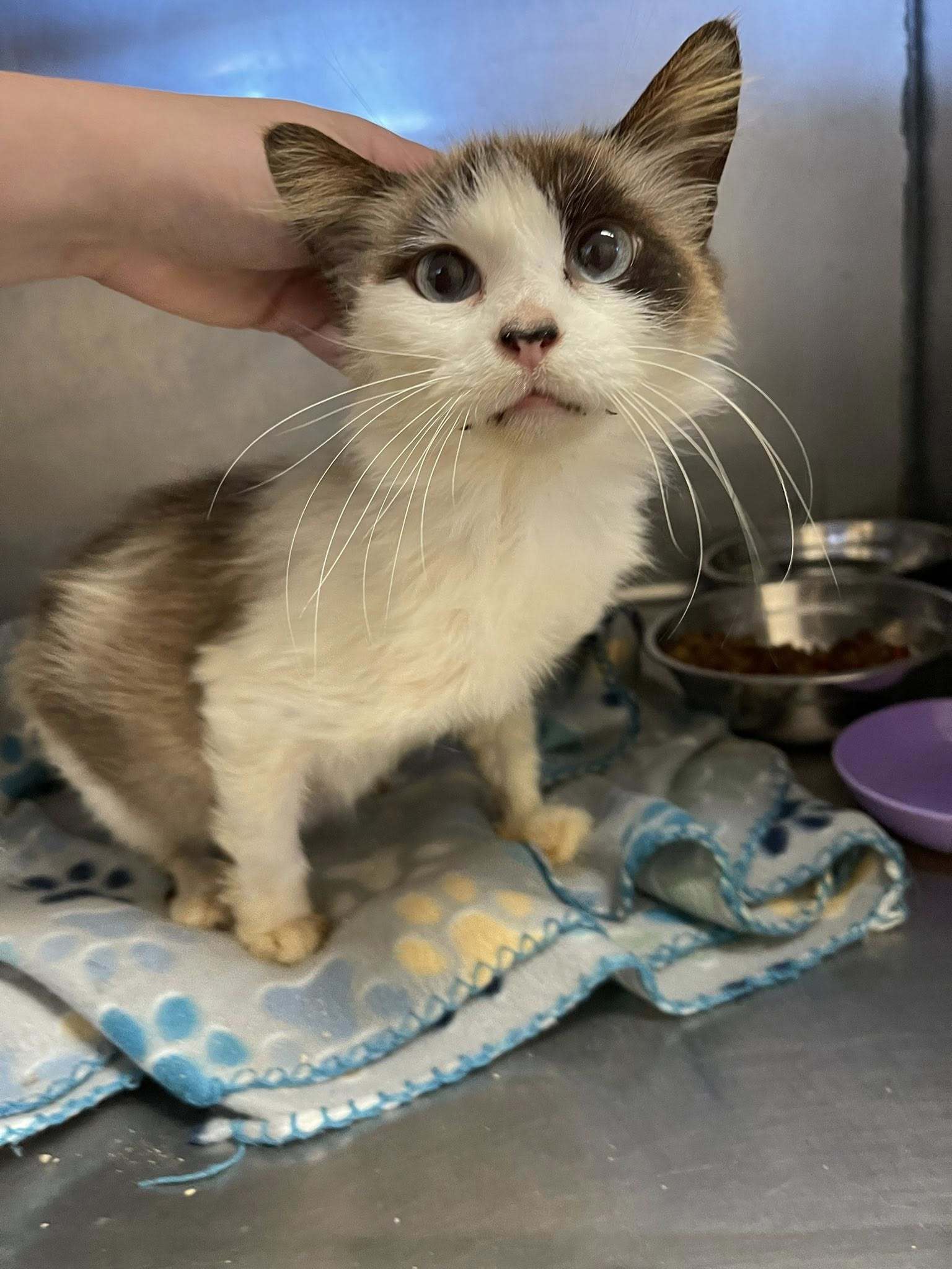 Momma L'Oreal, an adoptable Snowshoe, Ragdoll in Greenwood, LA, 71033 | Photo Image 3