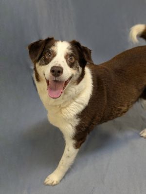 Brownie is a loving Beagle mix with a heart as big as her appetite This sweet girl is a total