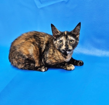 Chimera photo 1