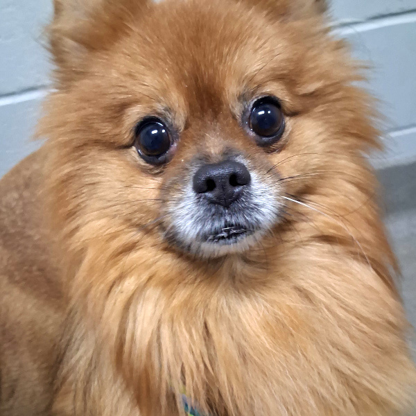 Bronco -- Bonded Buddy With Robbie