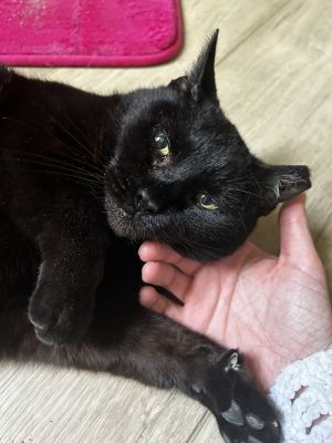Gidget, Senior Female Domestic Short Hair