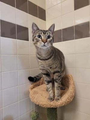 Macbeth, Adult Male Domestic Short Hair