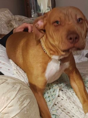 Scoobi Roo, Baby Male Pit Bull Terrier