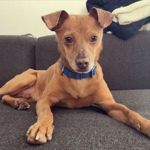 Heres what my foster parent says about me - I love to snuggle and make you feel like the most