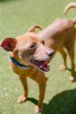 Heres what my foster parent says about me - I love to snuggle and make you feel like the most