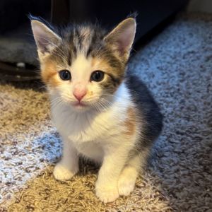 Stefanie - the Calico-ish Cuddle Explorer Stefanie is a 10-week-old bundle of curiosity and cutene