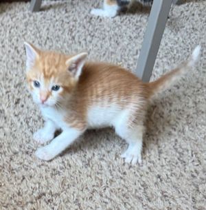 Hughe is the bravest nearly-10 week-old boy youll meet This orange-white baby is full of jumps wr