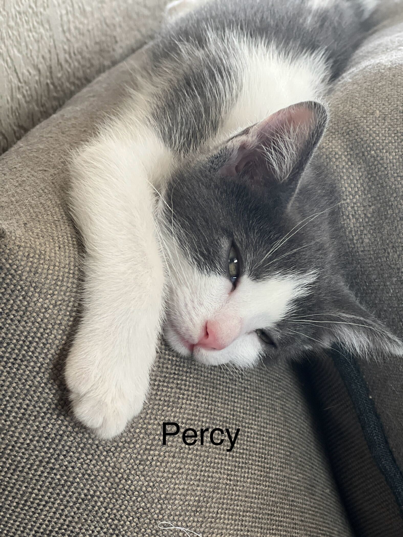 Percy
