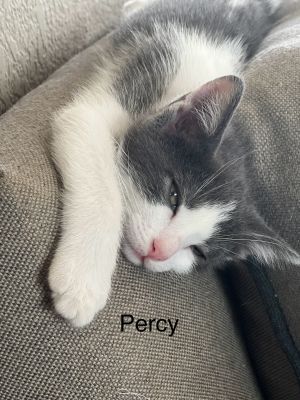 Percy, Baby Male Domestic Short Hair