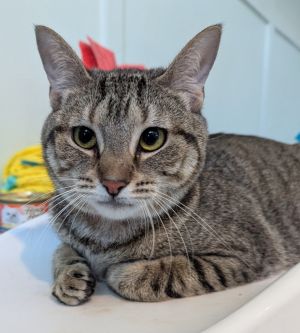 Hibiscus, Adult Female Domestic Short Hair