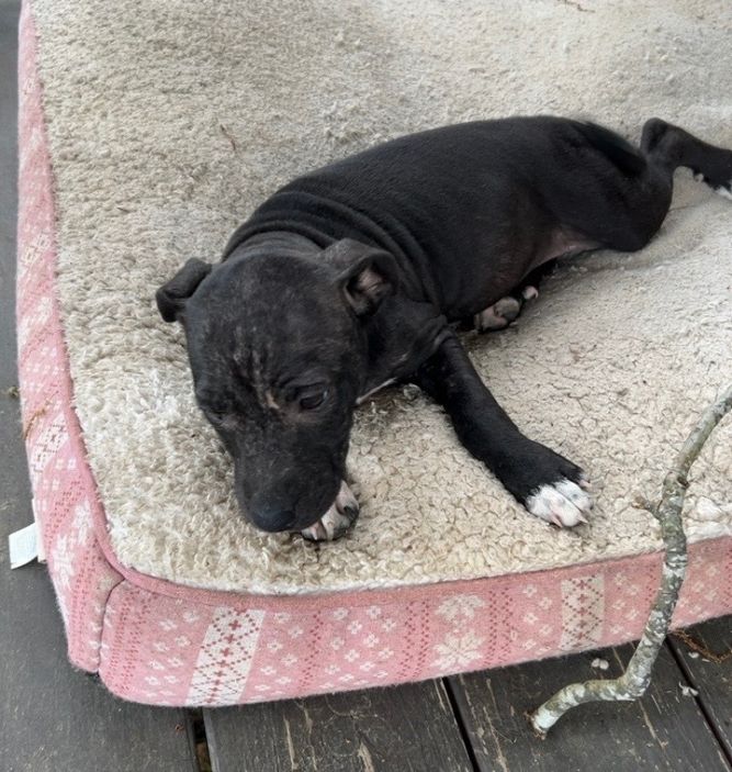 Cordell - Adoptable Awaiting S/N