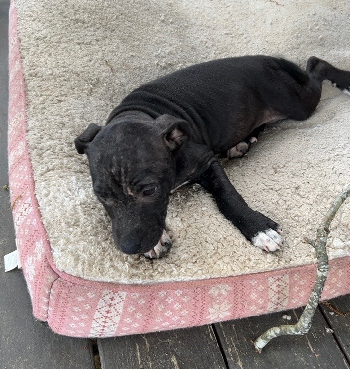 Cordell - Adoptable Awaiting S/N 1