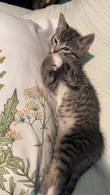 Lola