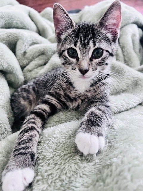 Lola