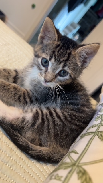 Delilah 1