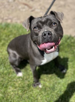 Kyler, Young Male Mixed Breed