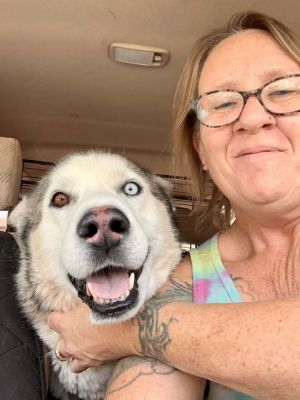 Guerro, Adult Male Siberian Husky