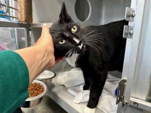 Chooky Domestic Short Hair Cat