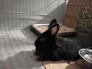 My foster writes Tofu is a little slow to warm up but once she is comfortable she will let you
