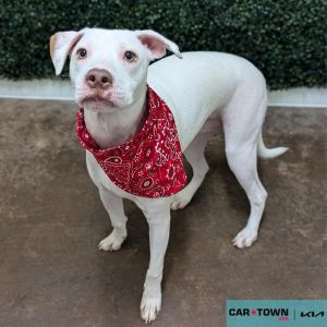 Galex, Young Male Pit Bull Terrier