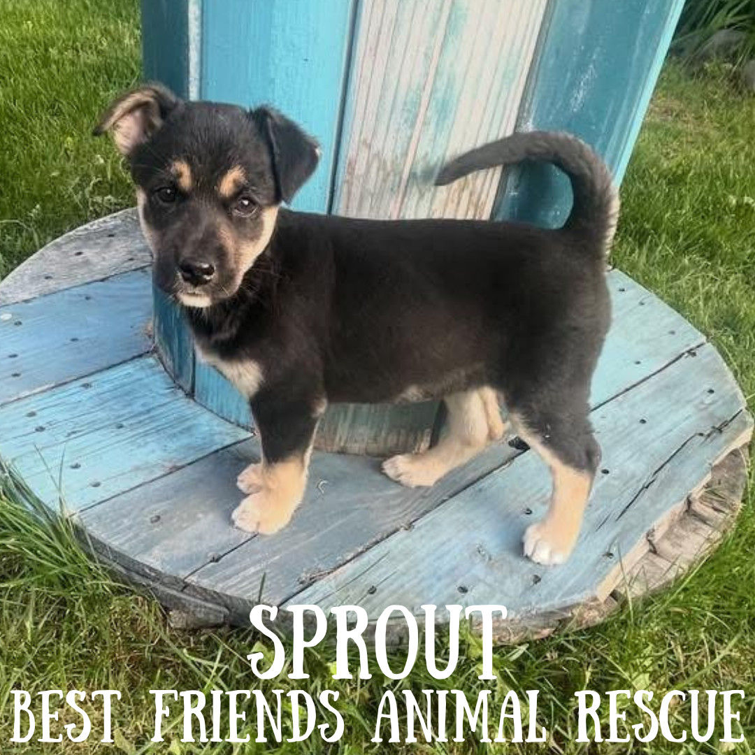 Sprout