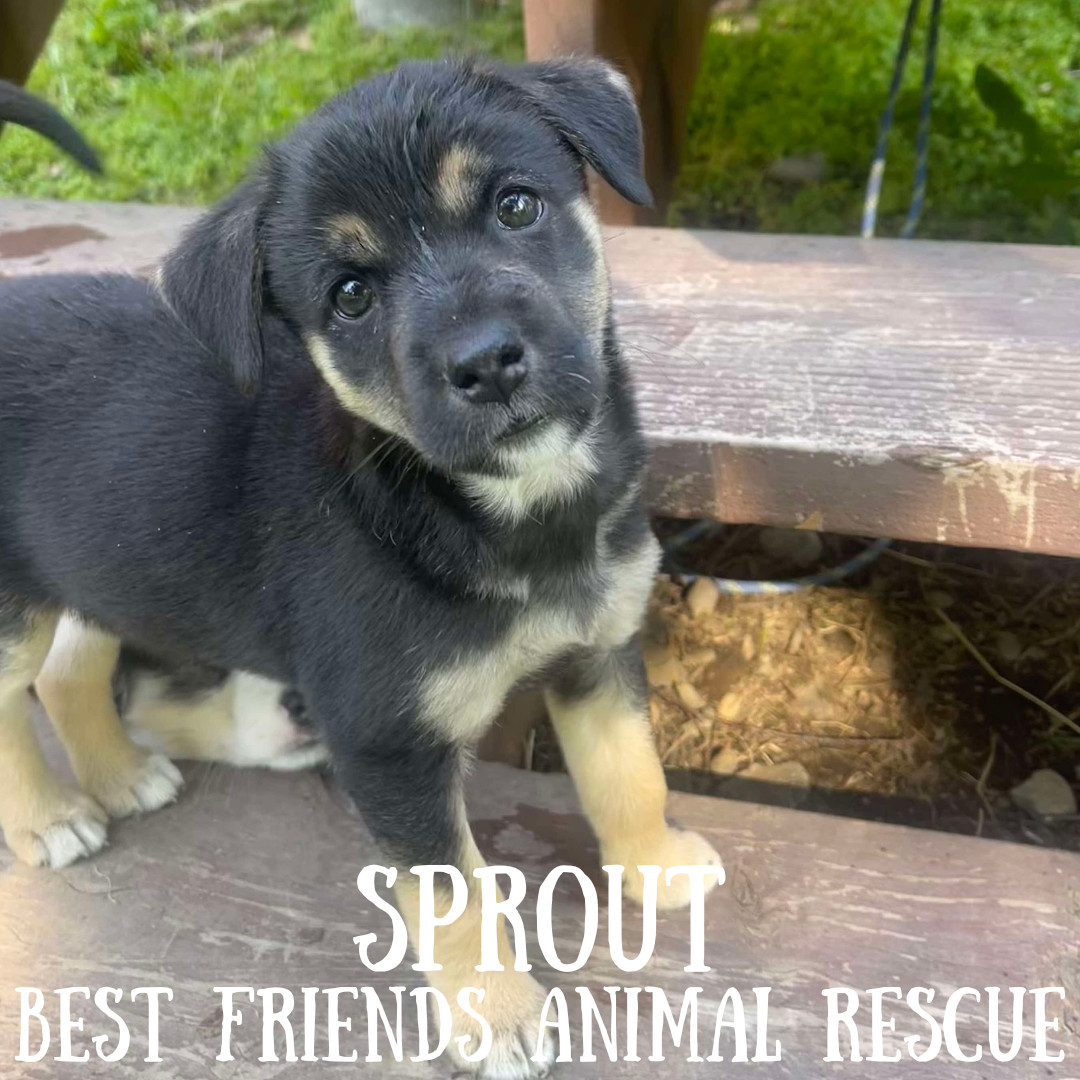 Sprout