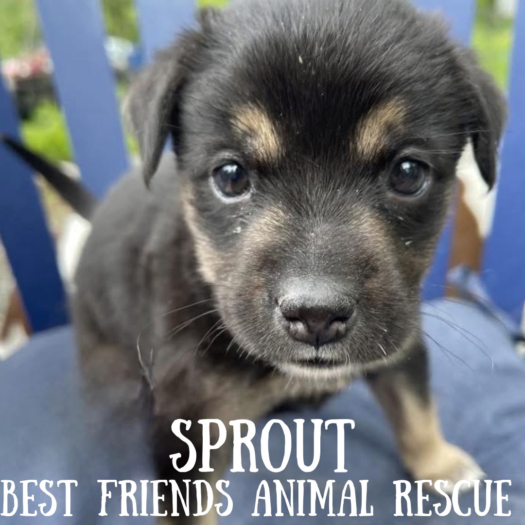 Sprout