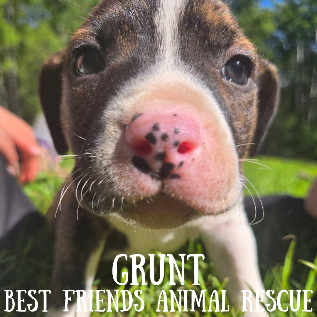 Grunt