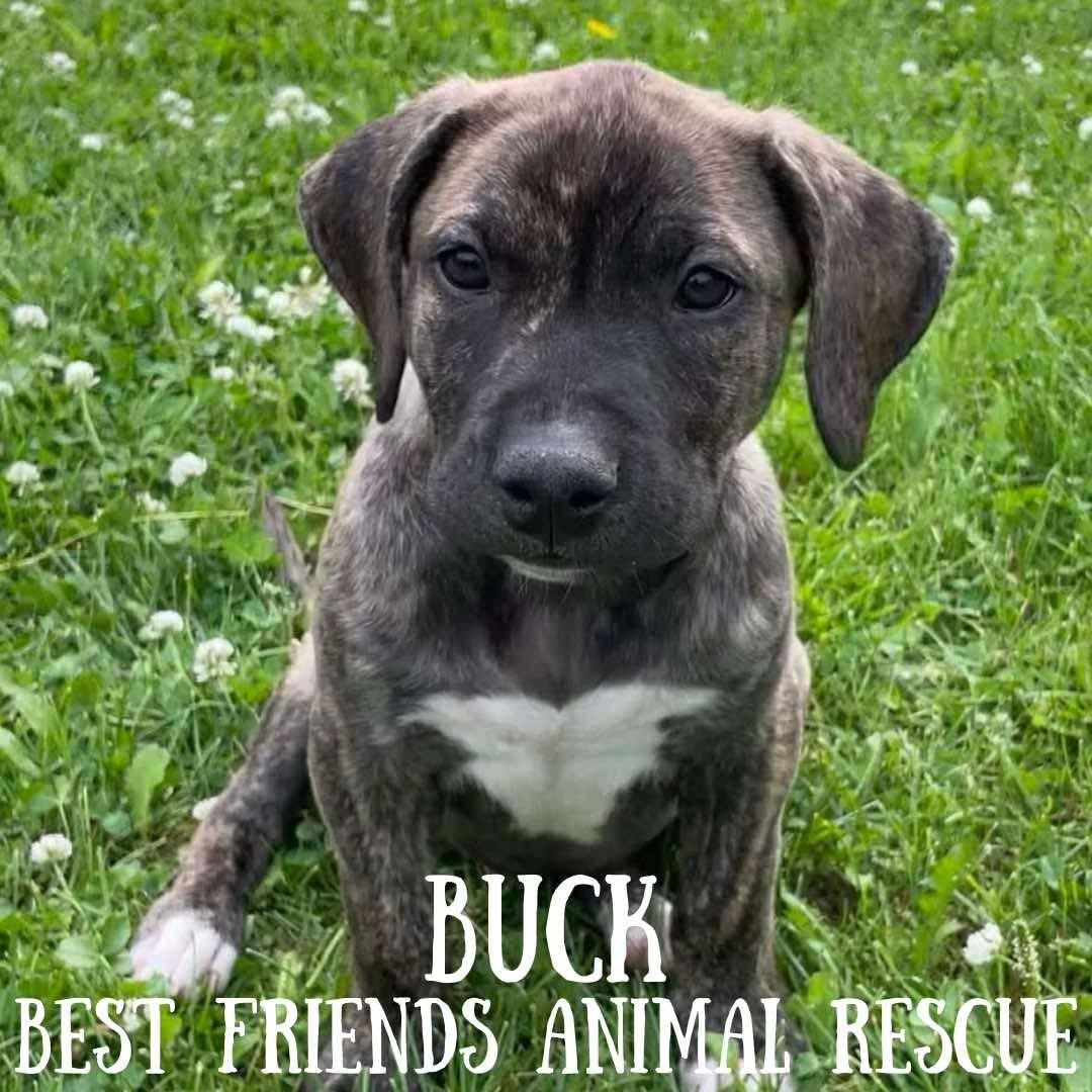 Buck
