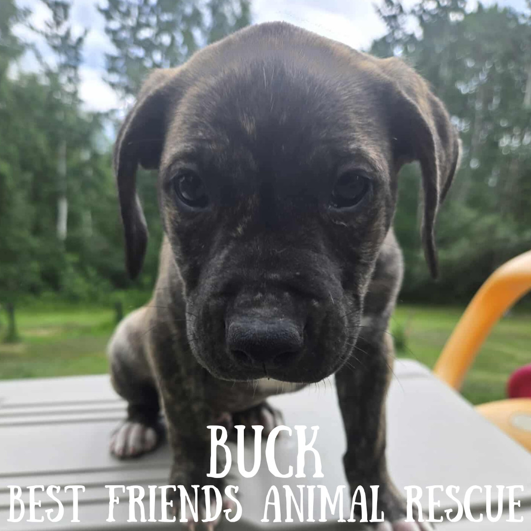 Buck, an adoptable American Bulldog in Wasilla, AK, 99654 | Photo Image 2