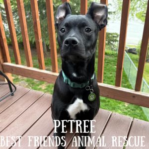 Petree, Young Male American Staffordshire Terrier