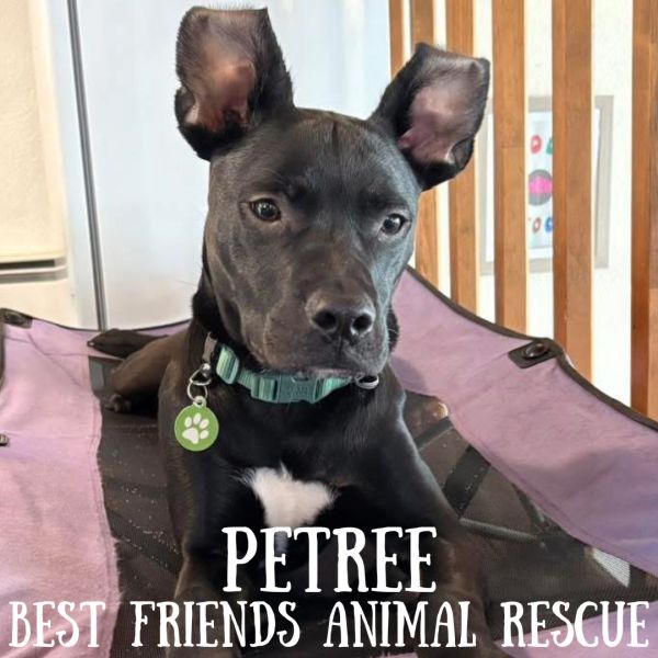 Petree