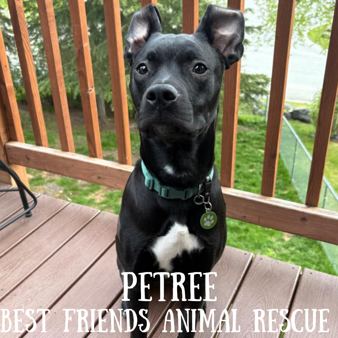 Petree, an adoptable American Staffordshire Terrier in Wasilla, AK, 99654 | Photo Image 2