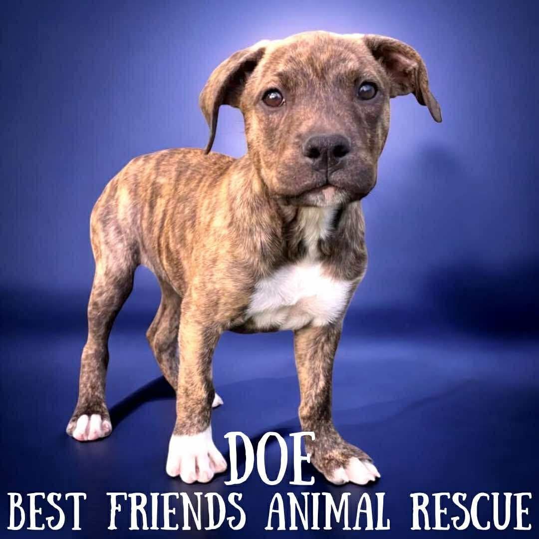 Doe, an adoptable American Bulldog in Wasilla, AK, 99654 | Photo Image 1